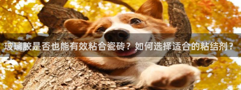 万事娱乐总裁简介