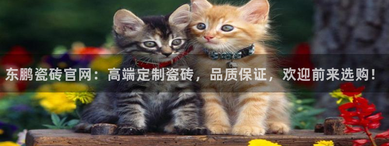 万事达娱乐d实力56262