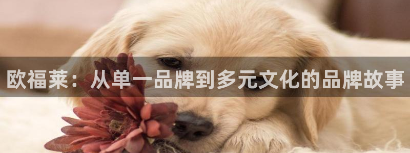 万事ok娱乐交友