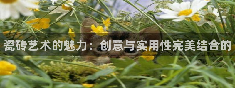 万事达娱乐 招商