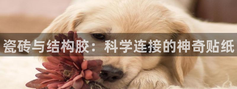万事娱乐云机